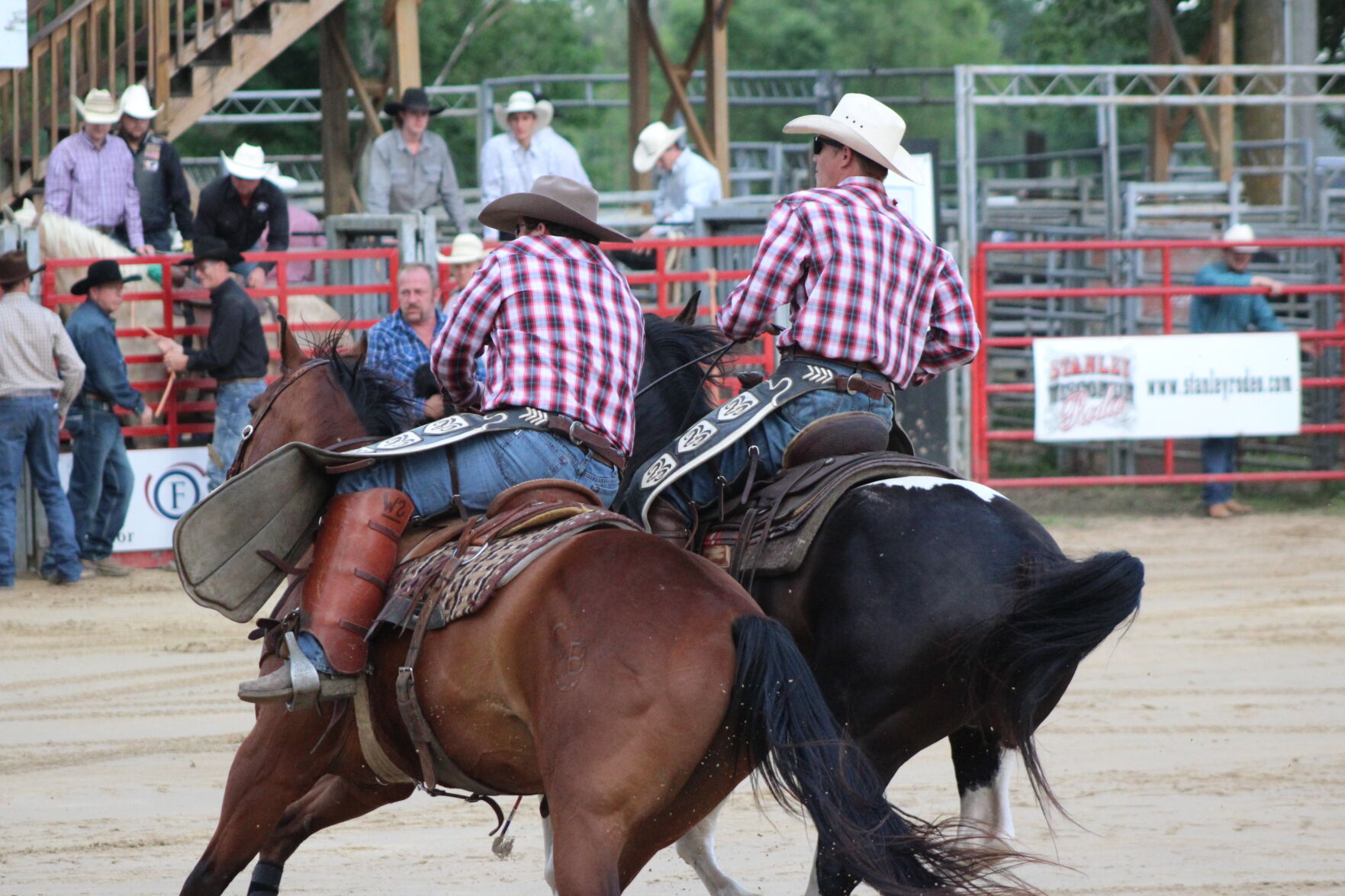 Wrangling in the horses
